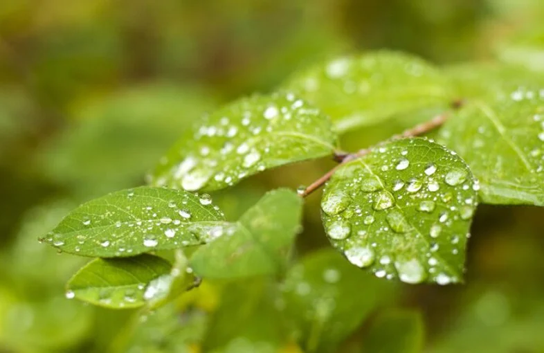 O orvalho não é exclusivo de climas frios, embora seja mais visível neles. Também ocorre em regiões tropicais, especialmente em áreas úmidas e vegetadas.