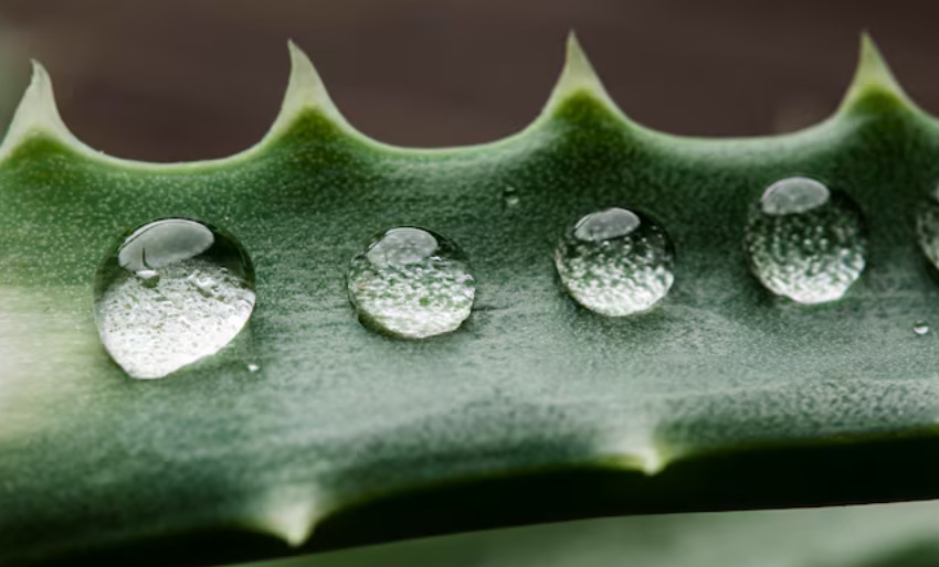Apesar de ser um fenômeno simples, o orvalho está ligado a processos complexos do clima. Ele reflete o equilíbrio entre calor, umidade e radiação.