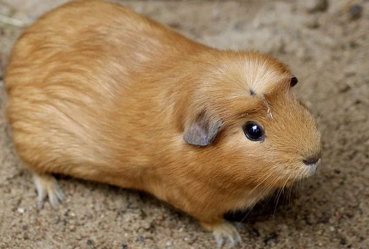 Galinhas, coelhos e porquinhos-da-índia constituem uma parte importante da dieta dos nossos predadores, especialmente o lince europeu, que precisa de presas inteiras que se assemelhe ao que ele caçaria naturalmente na natureza, diz um trecho do post.