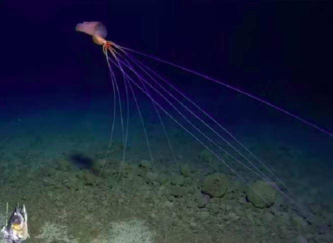 Essa descoberta ocorreu no mesmo ano em que pesquisadores australianos registraram uma rara lula bigfin nas profundezas da Fossa de Tonga, no Pacífico.