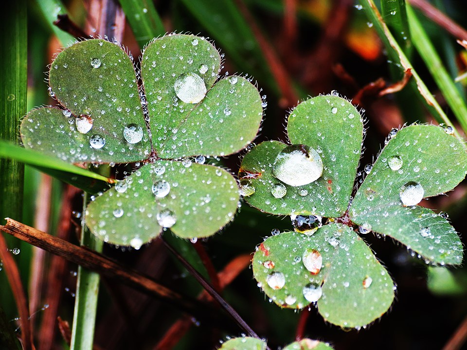 O ponto de orvalho é a temperatura em que o ar se torna saturado de vapor de água. Ao atingir essa temperatura, o excesso de vapor se transforma em gotículas líquidas.