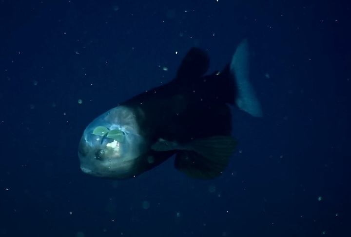 Peixe-fantasma-do-Pacífico (Macropinna microstoma): Tem uma cabeça translúcida e olhos tubulares que podem girar para cima, permitindo enxergar presas acima. Habita profundidades de 600 a 800 metros.
