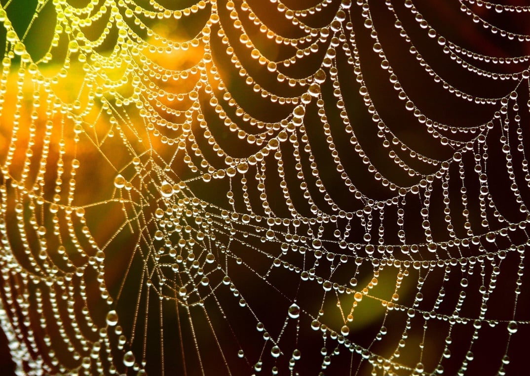 O orvalho na teia de aranha forma pequenas gotas que destacam sua delicada estrutura. Esse fenômeno revela padrões geométricos muitas vezes invisíveis a olho nu