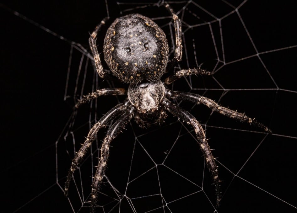 As primeiras voltas da teia são feitas com seda não pegajosa, permitindo à aranha se locomover. Depois, ela aplica fios adesivos na parte externa para prender as vítimas.