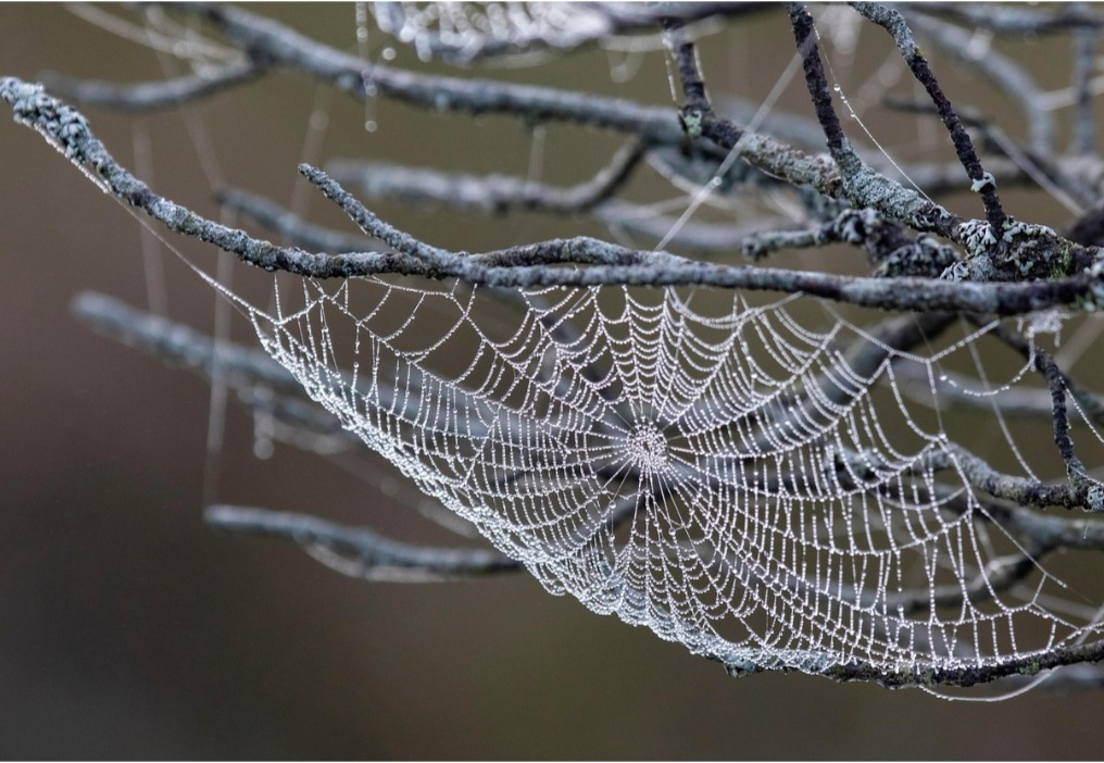Curiosamente, há teias que vibram quando algo as toca, funcionando como um sistema de alerta sensorial. Assim, mesmo sem enxergar, a aranha sente a aproximação da presa.