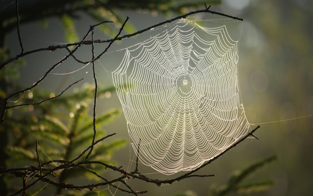 Cada espécie de aranha cria um tipo específico de teia, com formas variadas como espirais, túneis ou folhas dobradas. Essas diferenças atendem às necessidades de caça e habitat de cada uma.
