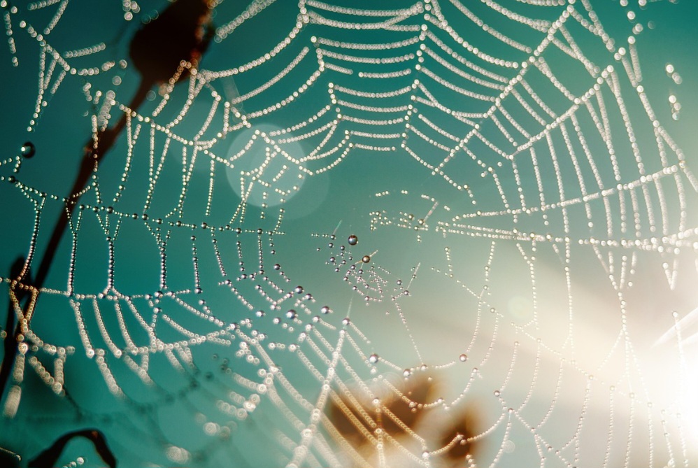 Apesar da aparência delicada, a seda de aranha é cinco vezes mais resistente que o aço do mesmo peso. Ela pode esticar muito antes de romper, sendo também extremamente leve.