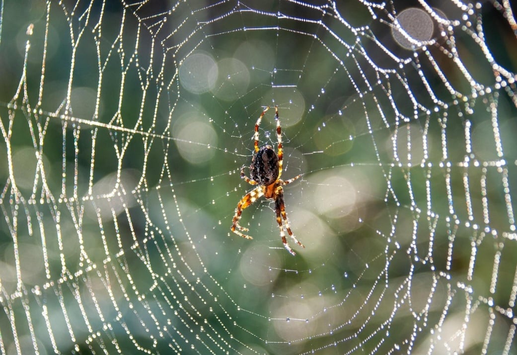 Algumas aranhas posicionam-se no centro da teia e permanecem imóveis por longos períodos. Isso economiza energia e permite reação rápida quando uma presa é capturada.