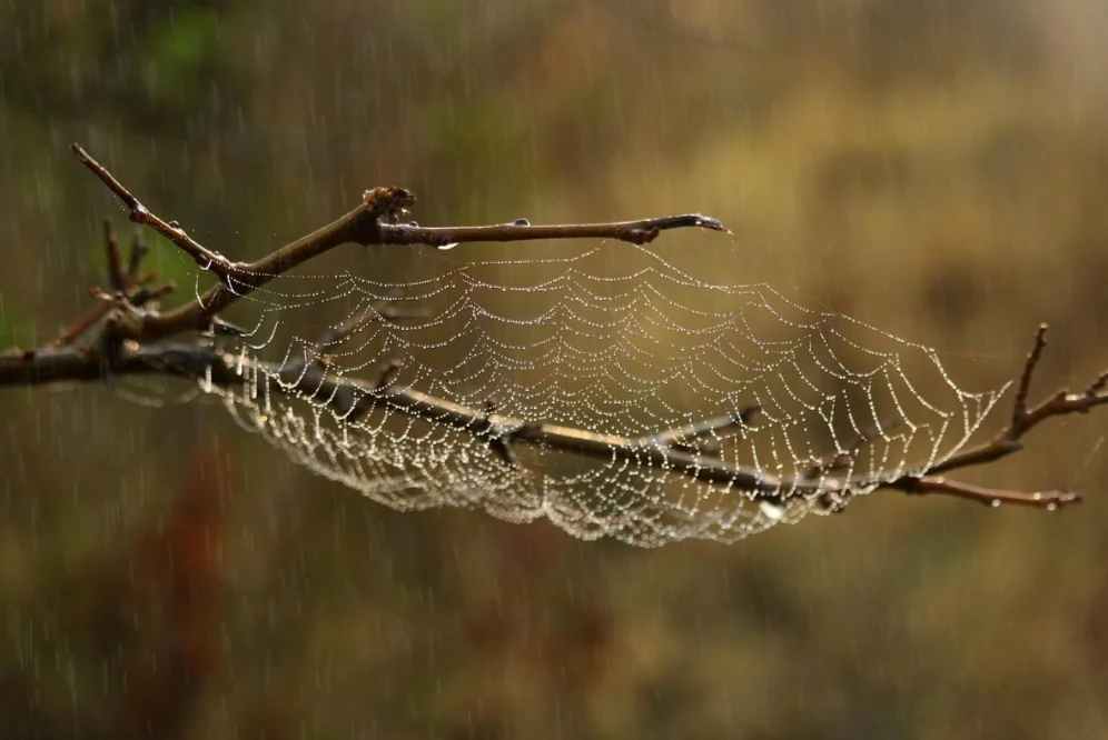 Há também aranhas que não usam teias para caçar, mas para outros fins, como criar ninhos ou envolver presas já abatidas. Nessas espécies, a teia tem papel mais defensivo.