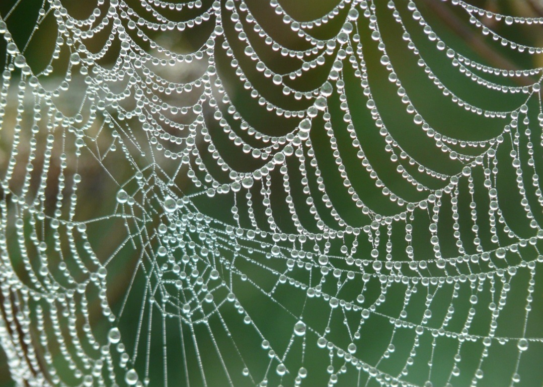 Apesar de temidas por muitos, as teias de aranha revelam inteligência natural, economia de recursos e beleza estrutural. São obras-primas da biologia evolutiva.
