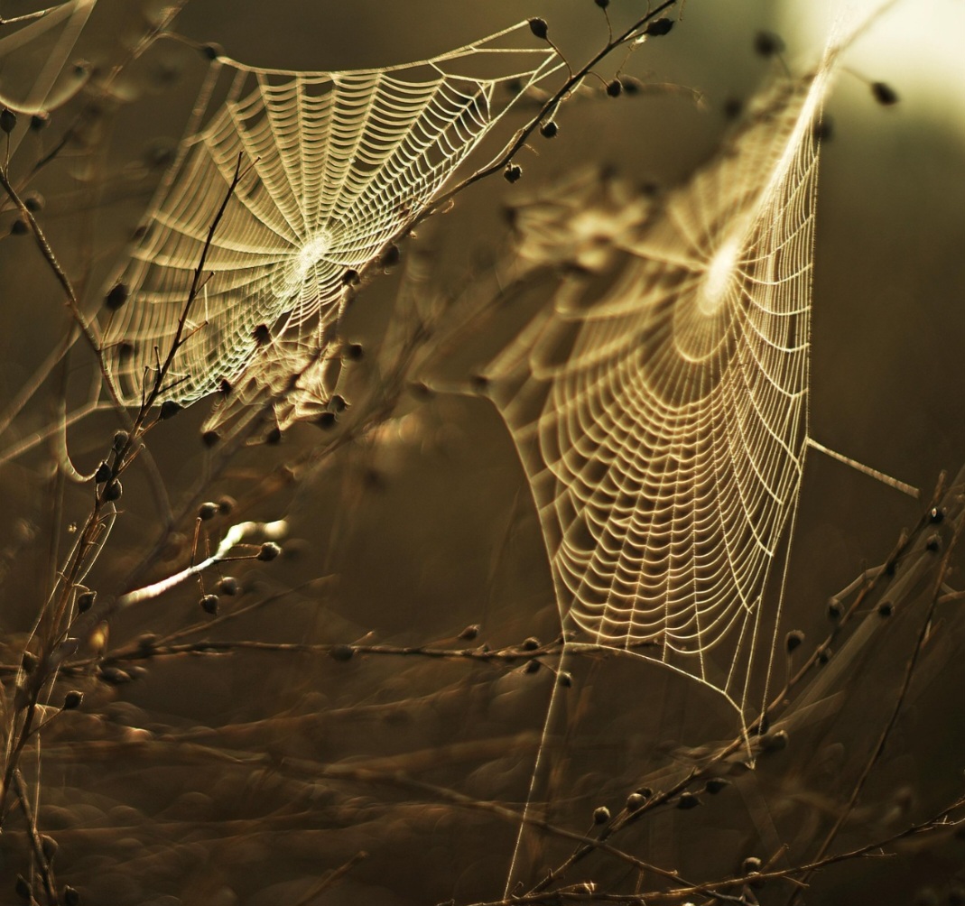 Na ciência, a seda de aranha é estudada para criação de materiais resistentes e biodegradáveis. Sua estrutura inspira pesquisas em engenharia e medicina regenerativa.