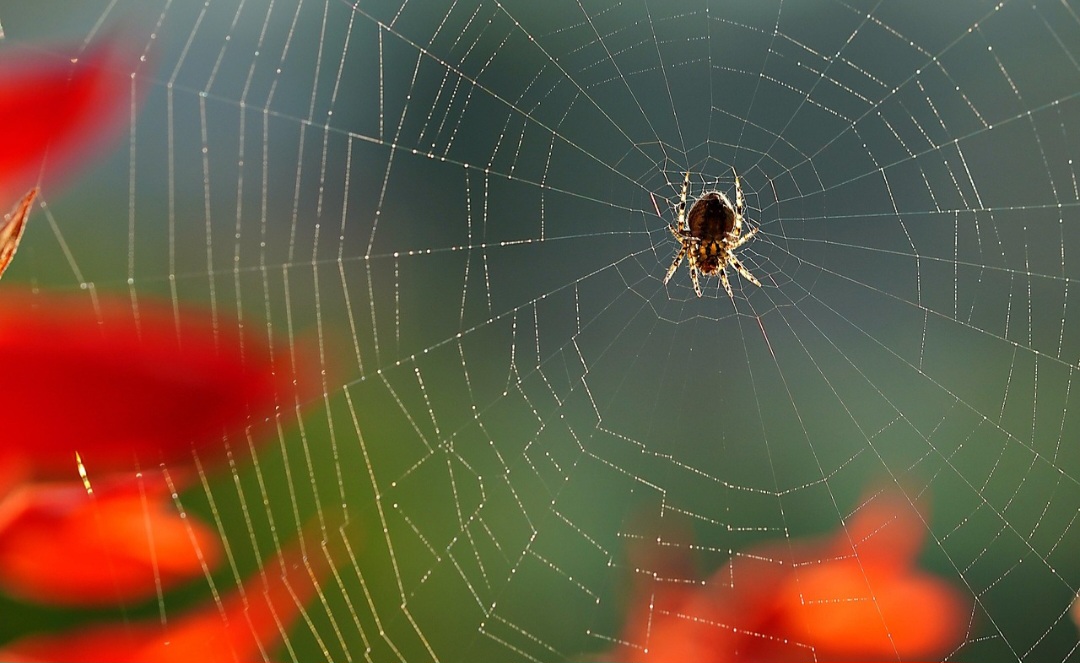 As teias podem ser invisíveis ao olho humano, principalmente em locais escuros ou contra a luz. Por isso, são armadilhas eficazes e discretas na natureza.