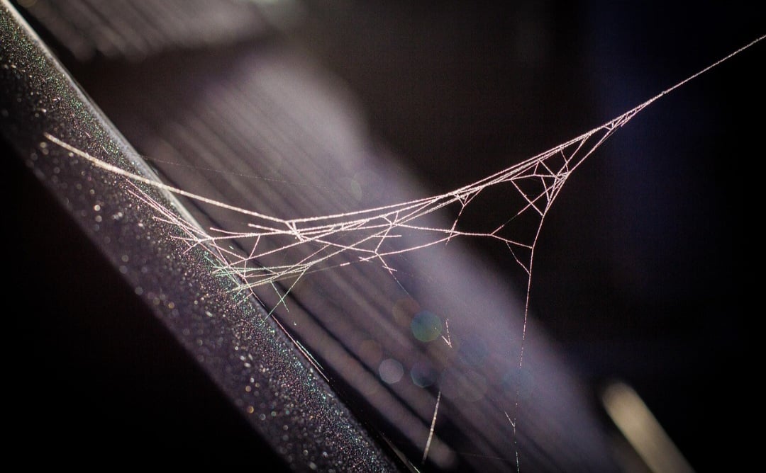 As teias também têm papel ecológico importante no controle de insetos. Aranhas ajudam a equilibrar populações e evitar pragas agrícolas e urbanas.