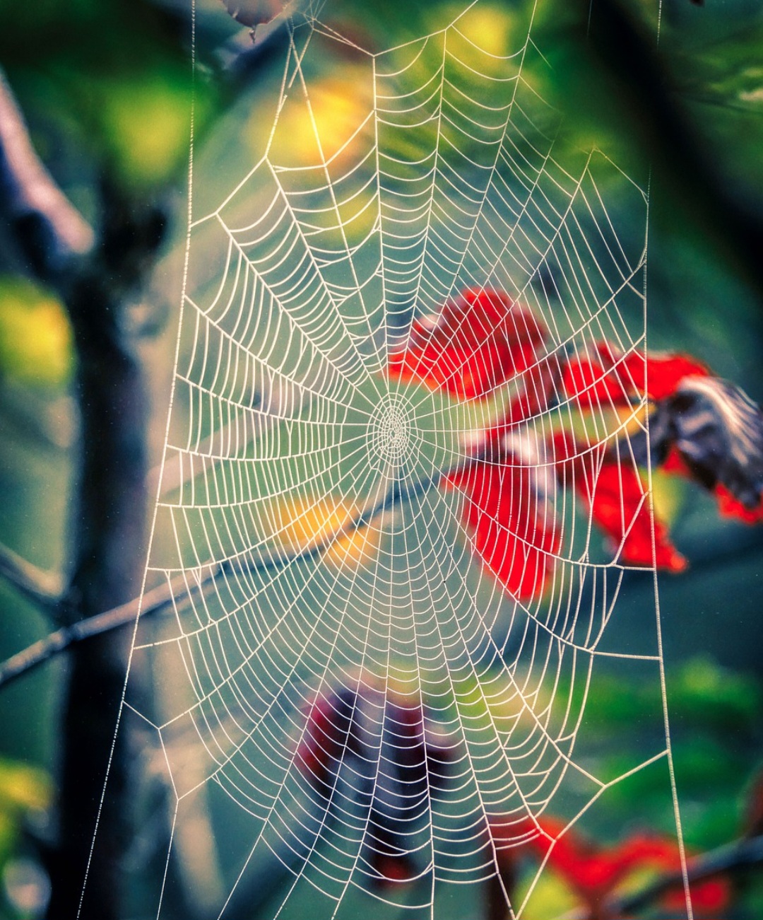 Culturalmente, teias de aranha aparecem em mitologias como símbolos de paciência e destino. Em algumas tradições, elas representam a conexão entre o visível e o invisível.