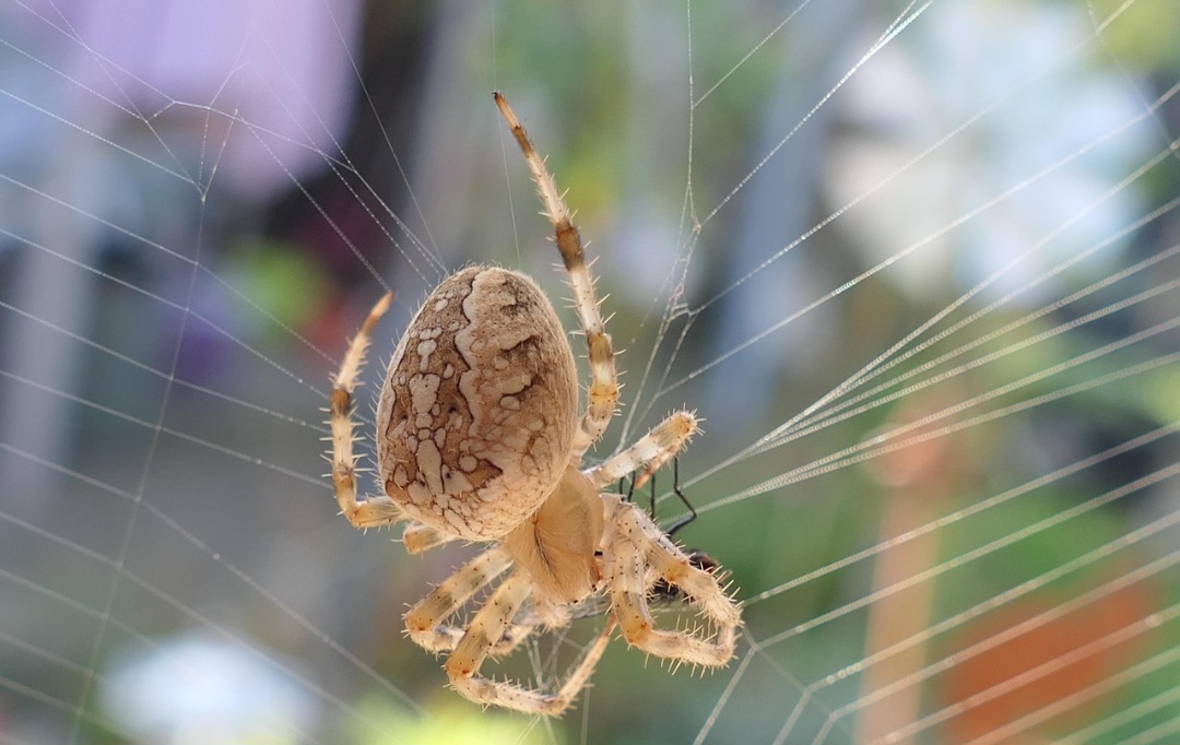 Algumas aranhas constroem teias novas todos os dias, reciclando a seda antiga. Elas ingerem os fios velhos para reaproveitar as proteínas na produção de nova teia.
