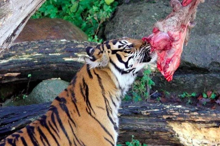 A justificativa dada pelo zoológico é que eles buscam simular a cadeia alimentar natural para os animais sob seus cuidados. 