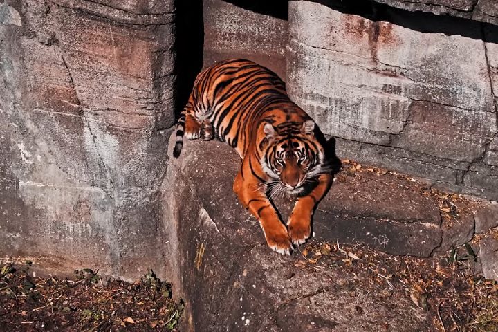 O texto assegura que os  sacrifícios são feitos de forma ética e cuidadosa por profissionais qualificados. Os bichos podem passar por eutanásia assistida pelos tutores. Mãe e filha viram o pônei recebeu um disparo letal sob sedação antes de ser separado como alimento.