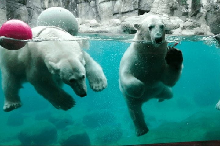 Uma de suas atrações mais notáveis é o espaço dedicado aos ursos polares, que simula o ambiente natural do Ártico.
