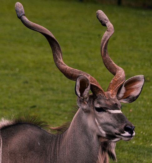 O zoo conta com diversas áreas temáticas, como a savana africana – onde é possível ver girafas, zebras e o raro antílope oryx.