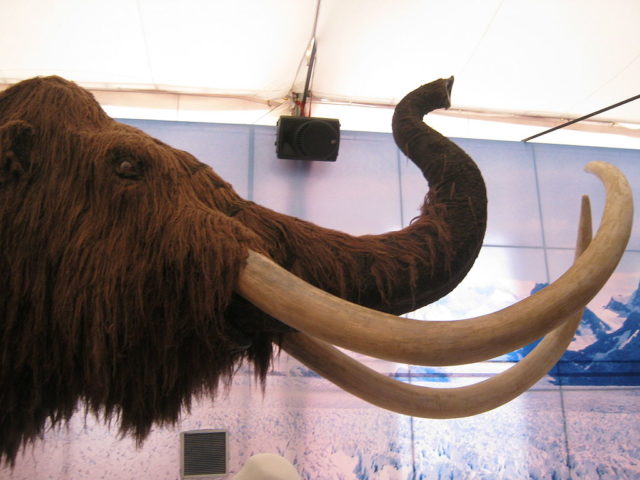 A característica mais marcante do mamute lanoso era seu longo e espesso pelo, que era adaptado para suportar o clima frio das regiões onde habitava. 