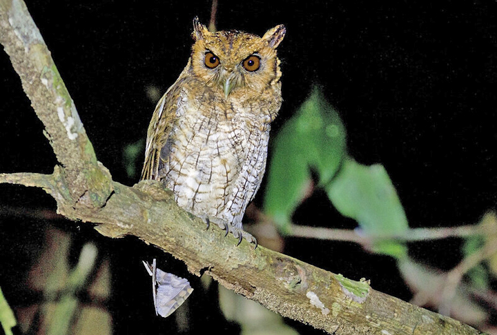 A figura da coruja também é bem comum em filmes de terror. Em algumas culturas e superstições costuma ser associada a mau presságio e até à morte.