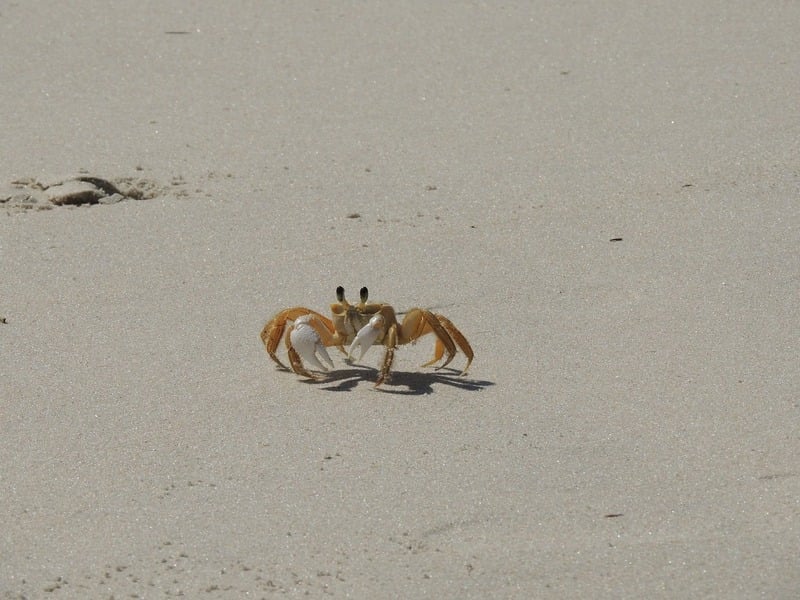Os siris têm uma carapaça mais estreita e alongada, com espinhos laterais, enquanto os caranguejos têm uma carapaça mais larga e arredondada.