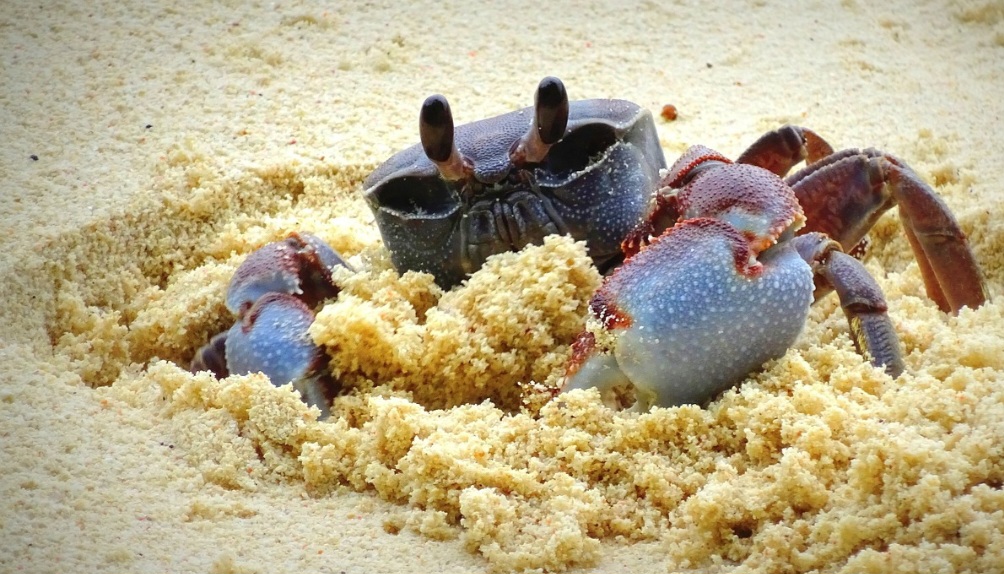 O magnésio e o triptofano presentes nos caranguejos podem ajudar a reduzir os sintomas da menopausa, como ondas de calor e oscilações de humor. 