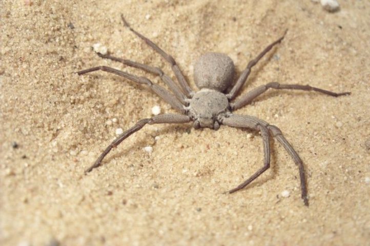 Devido à raridade das picadas, não há um antídoto específico para o veneno da aranha-da-areia, que é altamente necrotizante e hemolítico, similar ao das aranhas-marrons. 