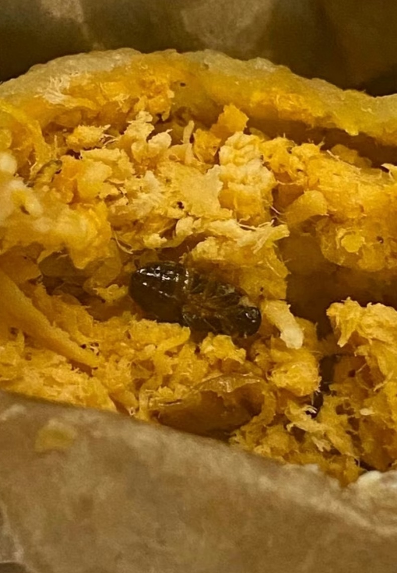 Baratas estão entre os bichos que causam maior repulsa. E, pior do que vê-las aos lotes, é comer alguma. No Rio de Janeiro, episódios recentes causaram nojo e perplexidade, inclusive baratas dentro de salgados.