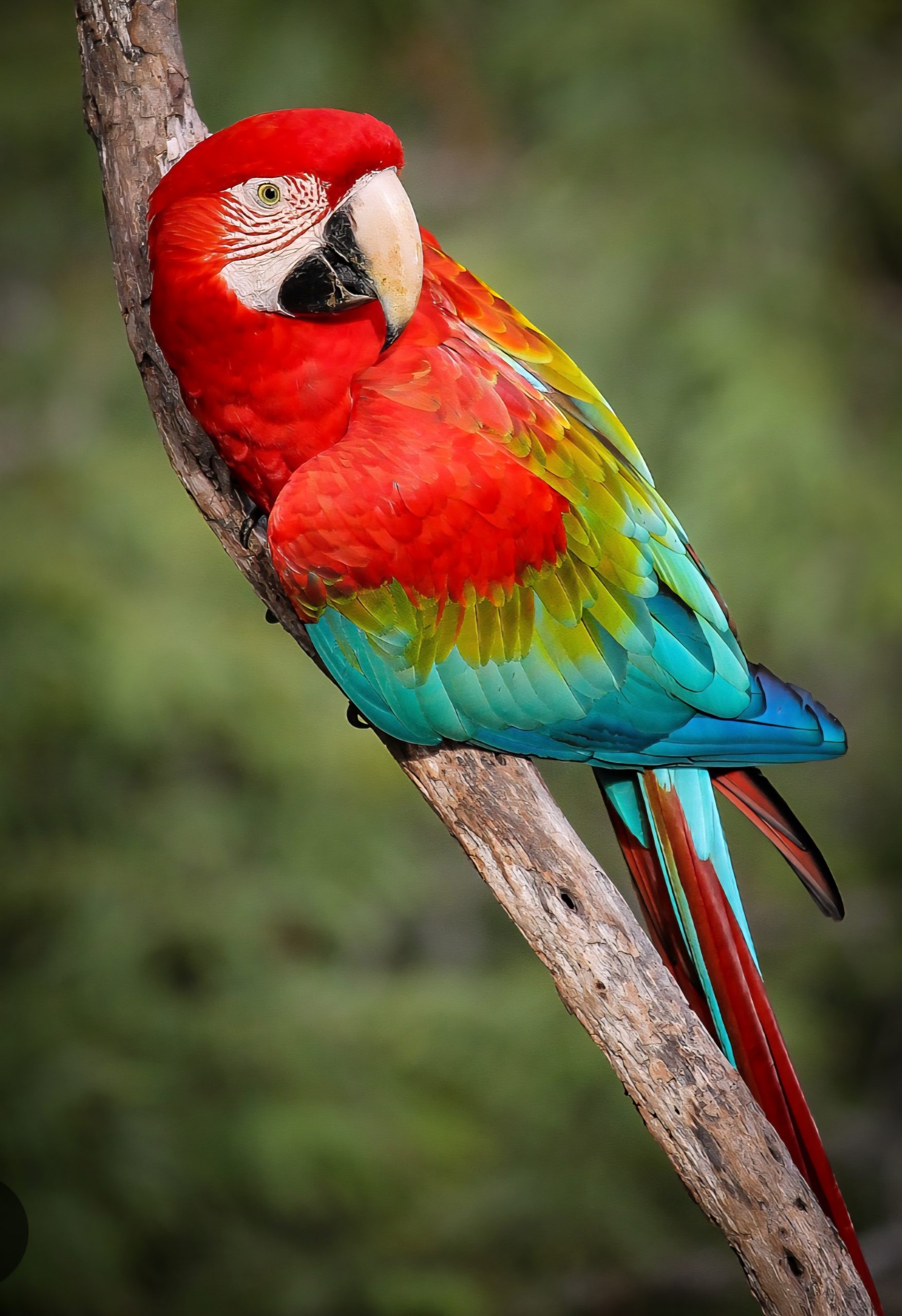 Essas aves habitam florestas tropicais e regiões de mata, mas podem se aproximar de centros urbanos em busca de alimento ou abrigo. 