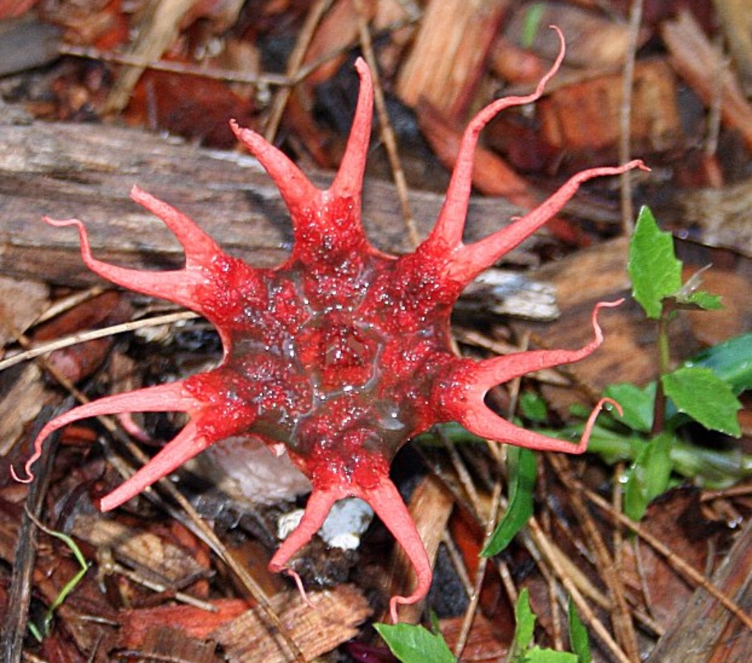 Fungo Aseroe rubra - Fungo com aparência semelhante, encontrado em áreas tropicais e subtropicais. Possui braços vermelhos em forma de estrela e emite odor forte para atrair insetos.
