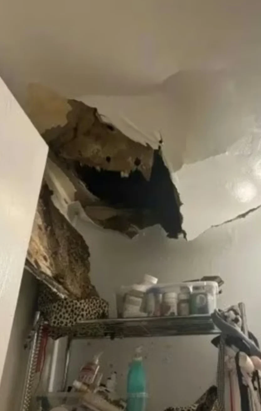 O teto caiu levando os insetos para dentro da casa.  Carolina disse que nunca gritou tanto.  Ela chorou, correu e teve que ir temporariamente para um hotel. 