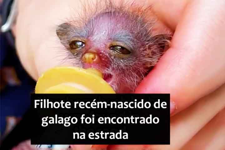 Na cidade de Joanesburgo, na África do Sul, um homem se deparou com um pequeno animal de coloração rosa estava sozinho, desprotegido, no chão. Aquele minúsculo ser parecia frágil e em apuros, mas o homem sabia que deveria agir rapidamente. O FLIPAR mostrou e republica para quem não viu. 