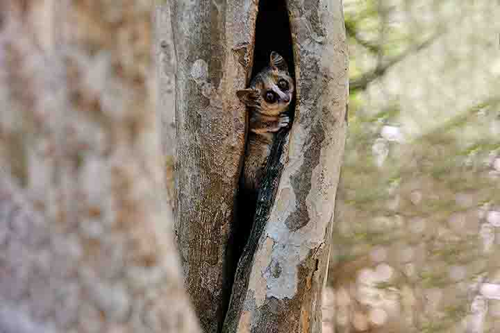 Essas vocalizações são essenciais para a identificação entre as diversas espécies e para a comunicação dentro de suas famílias ou grupos sociais.