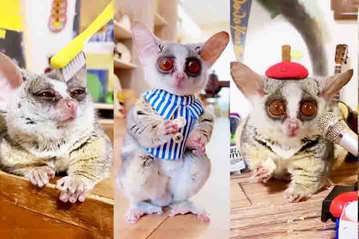 Apesar de seu tamanho pequeno, os galagos têm uma expectativa de vida relativamente longa para primatas dessa dimensão. Em cativeiro, eles podem viver até 16,5 anos, embora a expectativa de vida na natureza seja estimada em torno de 14 a 16 anos.