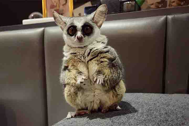 A história de Pebble, o galago resgatado em Joanesburgo, é apenas uma das muitas histórias de superação e recuperação que demonstram o incrível potencial de resiliência desses animais, que continuam a encantar cientistas e amantes da natureza ao redor do mundo.