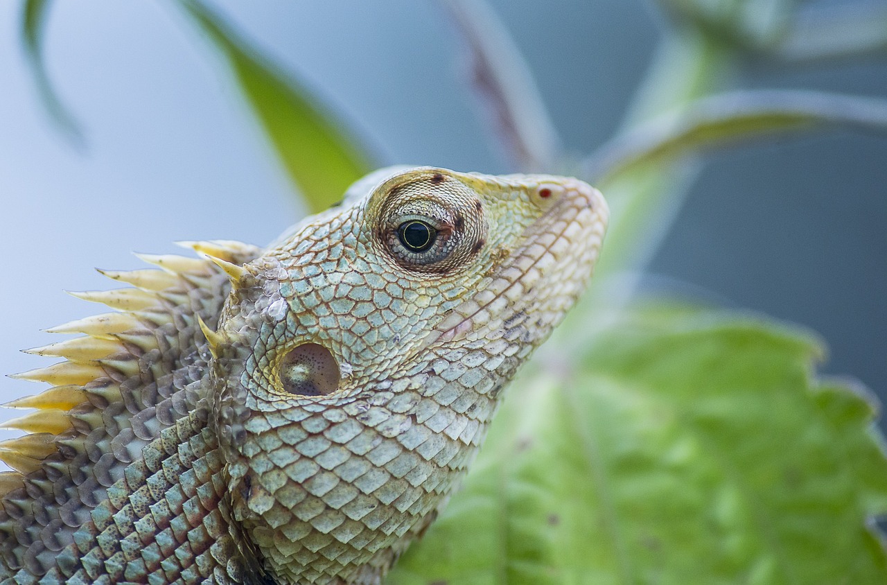 O camaleão é coberto por escamas. Afinal, sua pele possui queratina, o que apresenta uma série de vantagens. como a resistência. Diferentes espécies são capazes de variar a sua coloração por meio de combinações de rosa, azul, vermelho, laranja, verde, preto, etc.