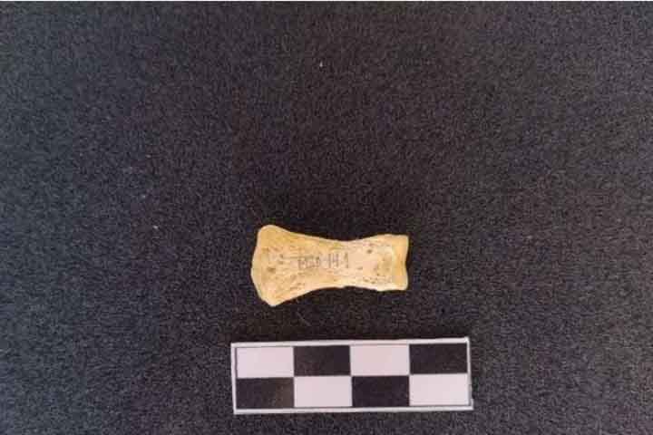 Até o momento, foram identificados 43 fragmentos ósseos, sendo 42 de origem humana e um bovino. 
