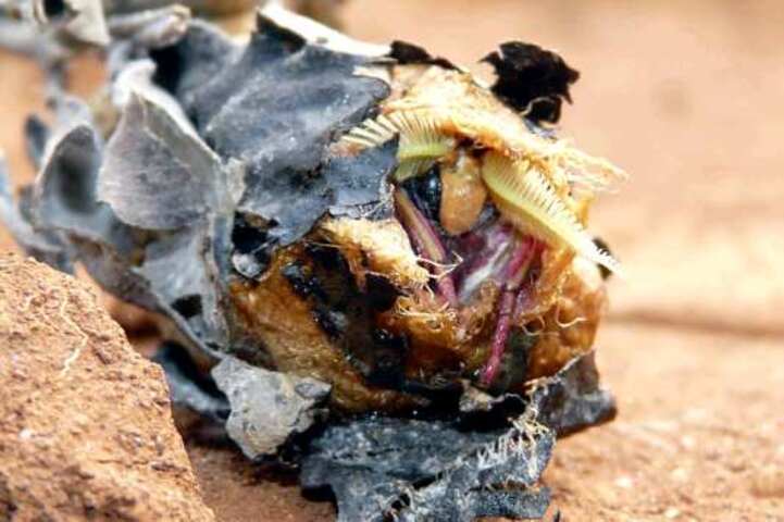 Mariposa Atlas (Attacus atlas) - Suas lagartas produzem um casulo de seda resistente, pendurado em galhos. Dentro dele, ocorre a metamorfose para a fase adulta. O casulo protege contra predadores e condições adversas. Na foto, o inseto saindo do casulo.