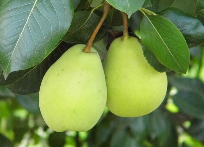 Pera - Rica em água e fibras, ajuda a hidratar e saciar ao mesmo tempo. Seu índice glicêmico baixo controla a fome por mais tempo.
