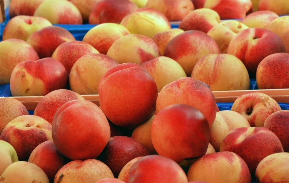 O pessegueiro chegou ao Brasil no século XVI, através da Ilha da Madeira, com as expedições colonizadoras portuguesas, sendo plantado na capitania de São Vicente, atual estado de São Paulo. 