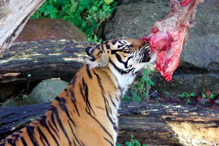 A justificativa dada pelo zoológico é que eles buscam simular a cadeia alimentar natural para os animais sob seus cuidados. 