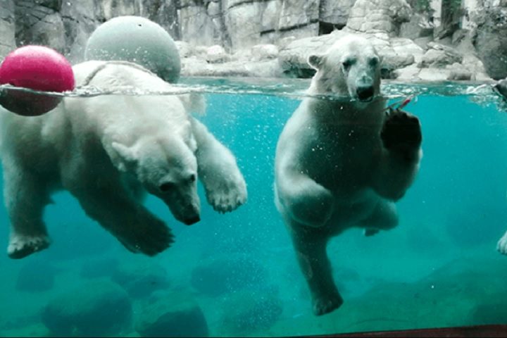 Uma de suas atrações mais notáveis é o espaço dedicado aos ursos polares, que simula o ambiente natural do Ártico.