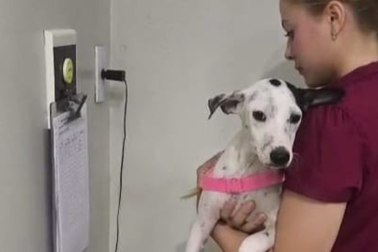 ONG realiza castração e vacinação de animais de rua em Fortaleza(Foto: Divulgação )