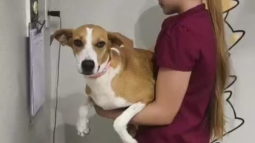 ONG realiza castração e vacinação de animais de rua em Fortaleza