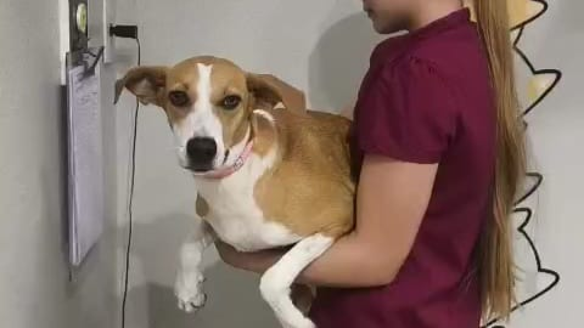 ONG realiza castração e vacinação de animais de rua em Fortaleza (Foto: Divulgação )