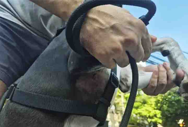Em 5/1/2025, um policial reformado se machucou ao tentar salvar seu cachorro, atacado por um pitbull que estava solto e sem focinheira  no bairro do Maracanã, no Rio de Janeiro (RJ). O pequeno Oreo ficou com quatro feridas após o ataque