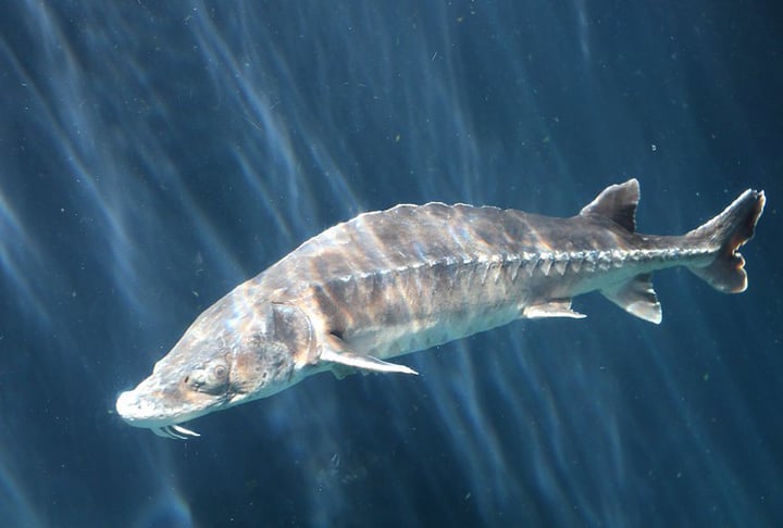 Eu dirijo por ali cerca de 100 dias por ano e, portanto, vejo muitas coisas que os outros não veem. Este foi o segundo esturjão que vi em 27 anos dirigindo na ilha, contou à Newsweek. 