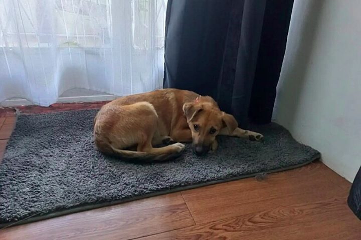 Sensibilizado, um homem chamado Voshan decidiu adotar o animal. Em seu novo lar, ela saiu da concha e é uma cachorrinha feliz e mimada, disse o novo tutor.