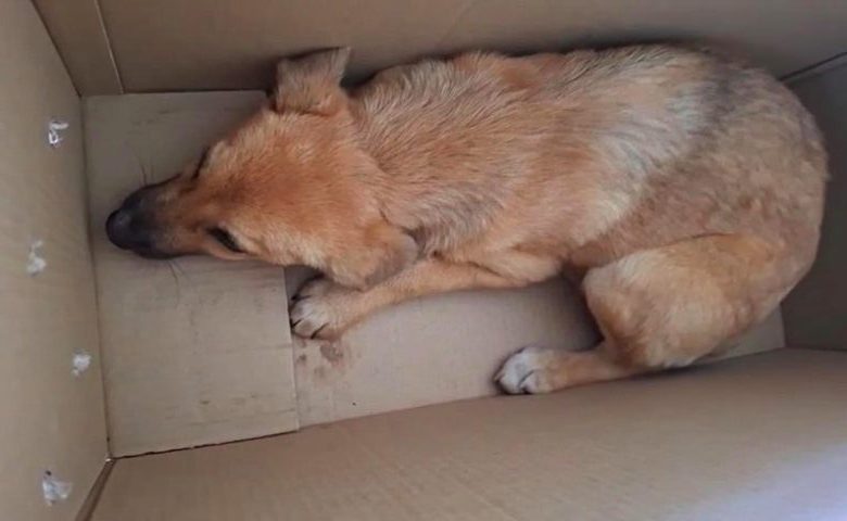 Dentro, estava uma filhote de cachorro assustada, sem comida, água ou proteção. 